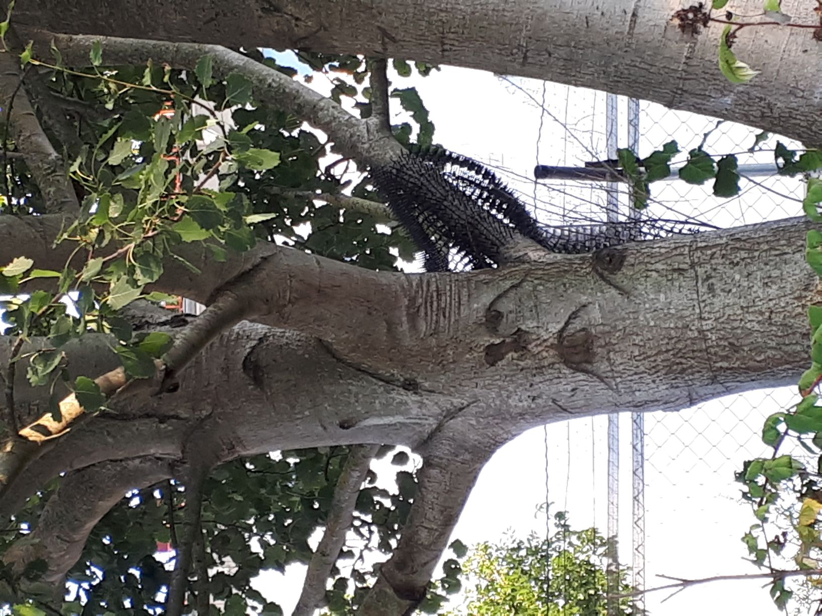 Pappel schaut uns zu.jpg